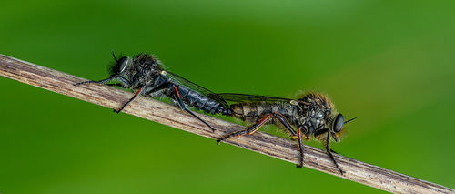Roberflies Mating