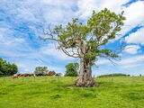 The Old Tree at Thornton Steward