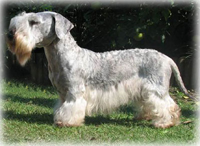 what does a cesky terrier look like