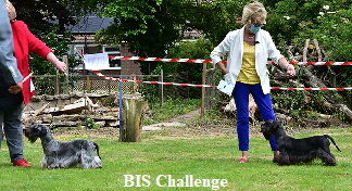 BIS-Challenge