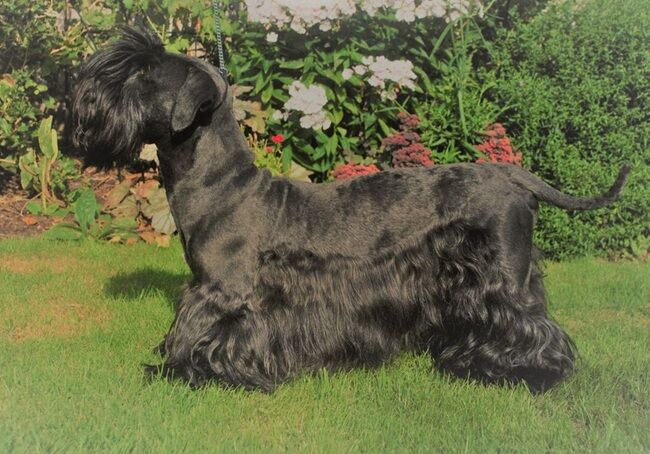 Ch Ashleyheath's Black Thunder