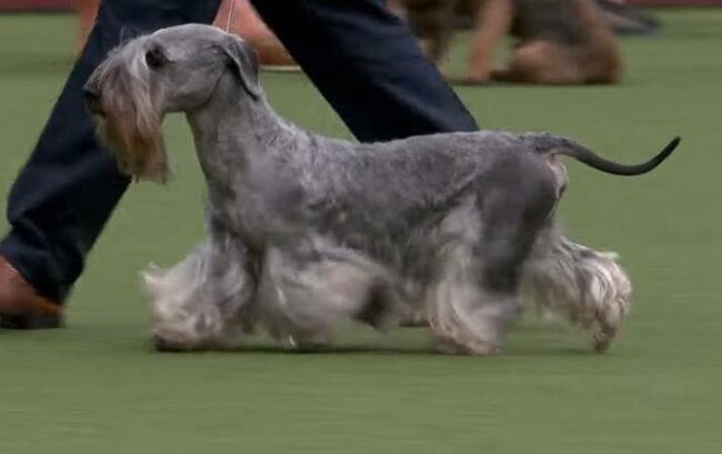 Ch Ives des Bourdons Farouches