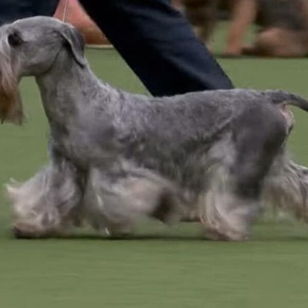 Ch Ives des Bourdons Farouches