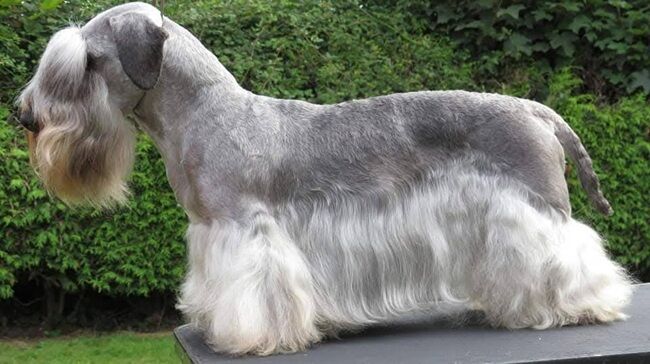 Ch Janski Kalliope Jones