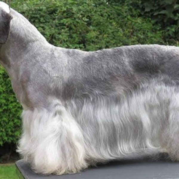 Ch Janski Kalliope Jones