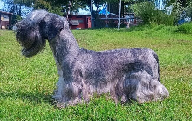 Ch Janski Storm Padfoot