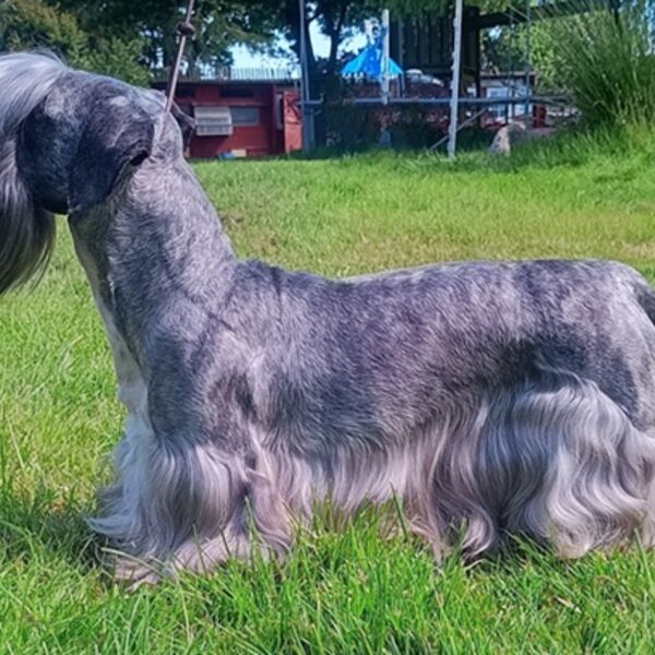 Ch Janski Storm Padfoot