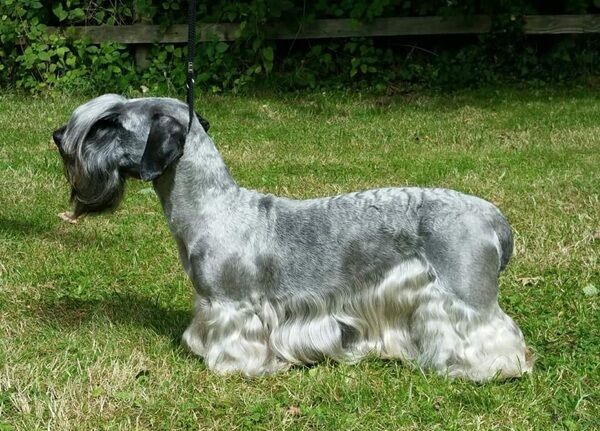 Ch Janski Ultra Violet