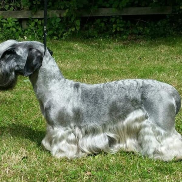 Ch Janski Ultra Violet