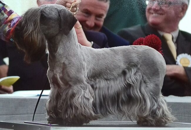 Ch Kessima Magic Moments