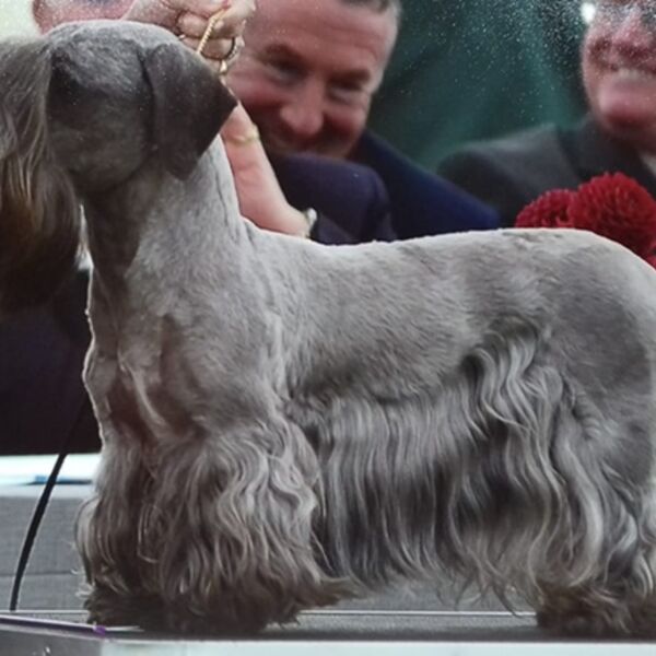 Ch Kessima Magic Moments