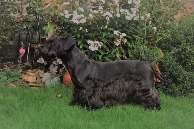 Ch Komidion Night Music at Sametova