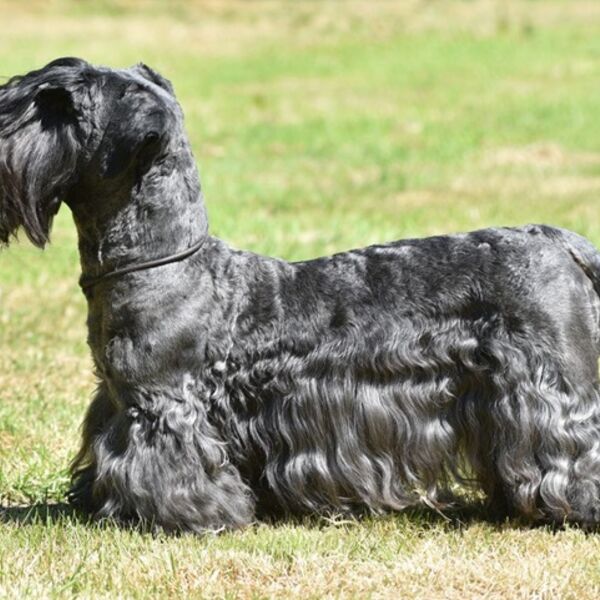 Ch Komidion Passionato