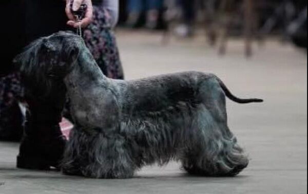 Ch Placido Musical Miracle at Runiks