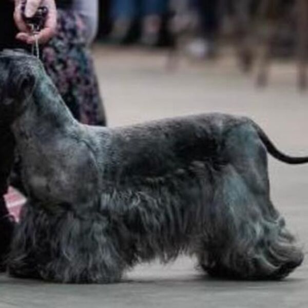 Ch Placido Musical Miracle at Runiks