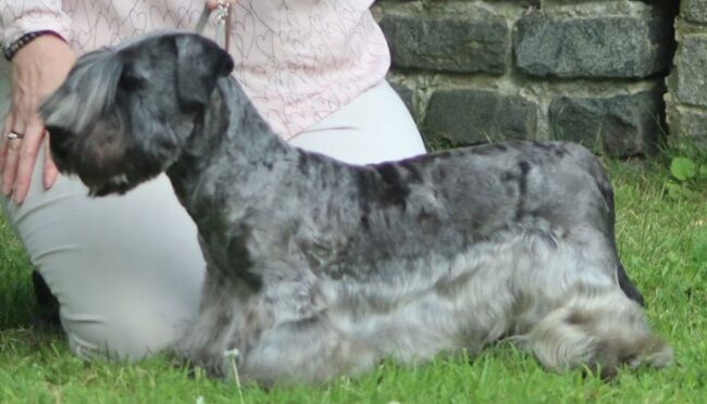 Ch Silak Shasgav Sound of Silence ShCM ShCEx