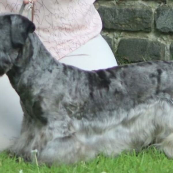 Ch Silak Shasgav Sound of Silence ShCM ShCEx