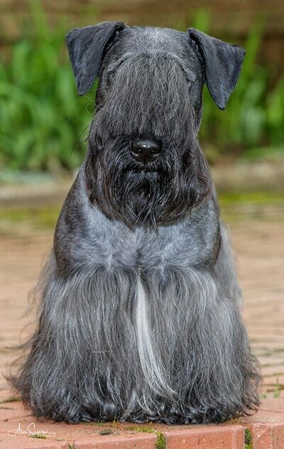 Ch Wherrypoint Dafydd Talyot