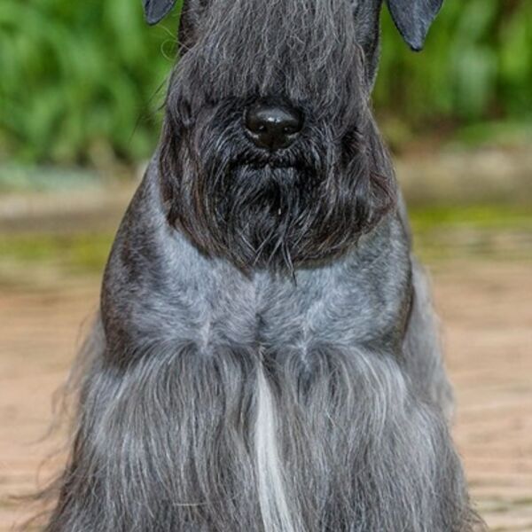 Ch Wherrypoint Dafydd Talyot