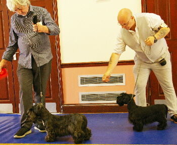 Puppy Dog Champ show 2022