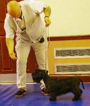 Novice dog - Talyot Norman