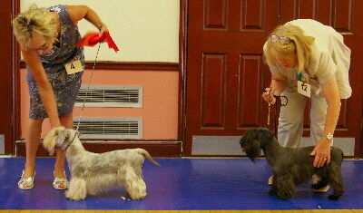 Limit Dog