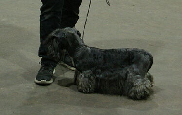Junior Dog Open Show 2023