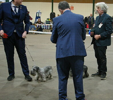 Limit Dog Open Show 2023