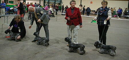 Open Dog Open 2023