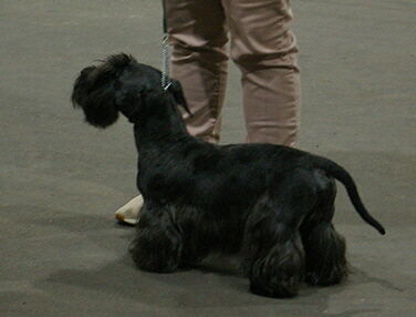 Pajantick Bertie Wooster
