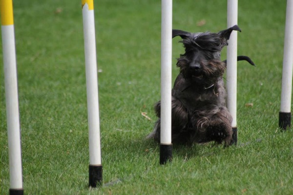 Agility
