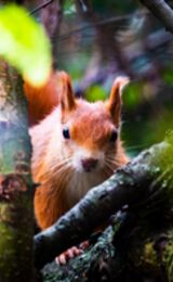 Red Squirrel Watching Me Watching Him