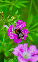 Bumble Bee on Geranium Flower Humble Bumble Bee gathering nectar