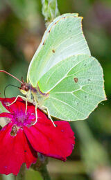 Brimstone Butterfly