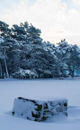 Snow over Kings Standing, Ashdown Forest, Sussex