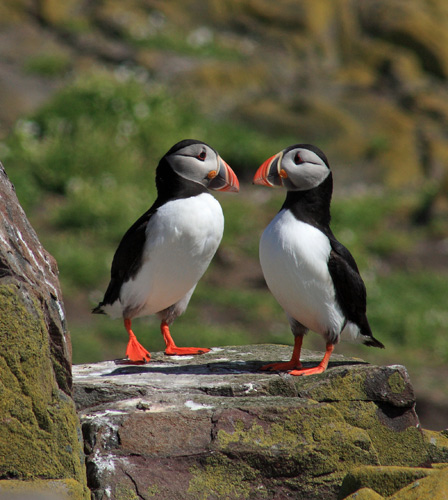 Puffin Love