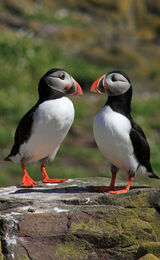 Puffin Love