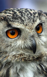 Eagle Owl