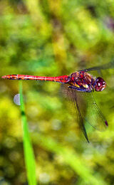 Dragonfly in Flight