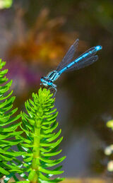 Macro shot of beautiful blue damselfly Blue Damselfly 2