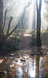 card: Misty Morning, The Mill Stream, Crowbrough Warren