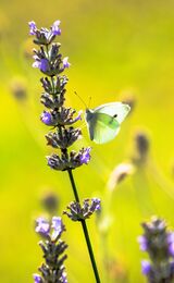 Small White Butterfly on Lavender | deliberately wanted the shot to be backlit