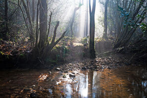 card: Misty Morning, The Mill Stream, Crowbrough Warren