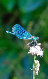 Banded Damoselle