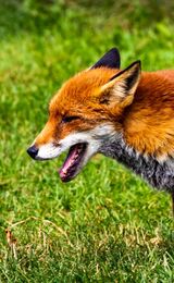 Young Fox Cub