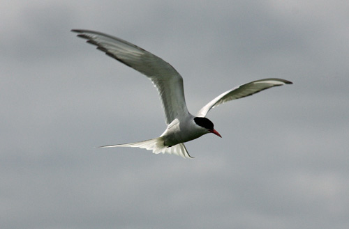 Artic Tern in Flight