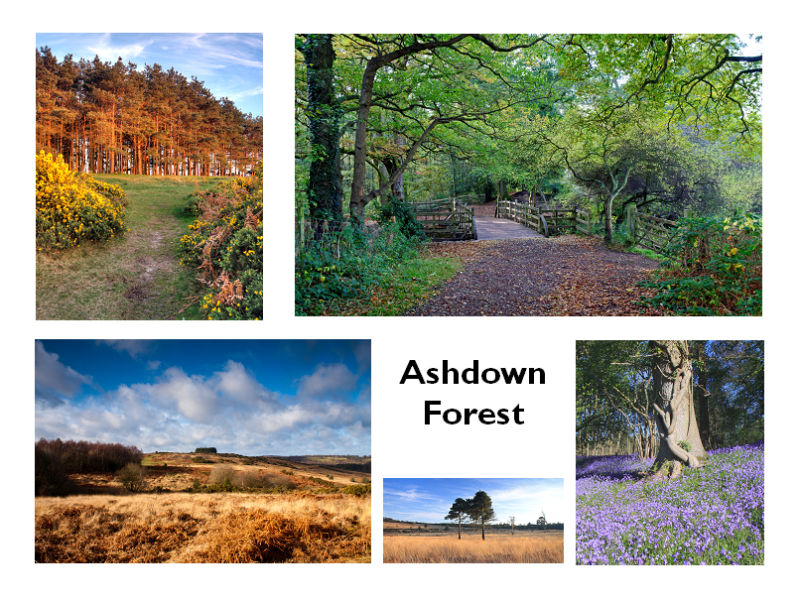 Ashdown Forest Glimpses Greetings Card