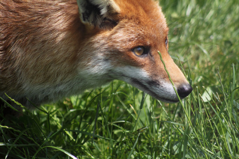 On The Prowl