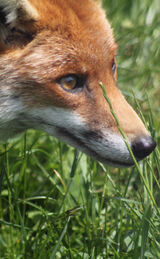 On The Prowl