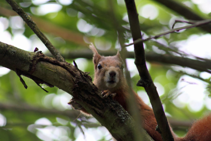 Red Squirrel - looking at me, looking at him